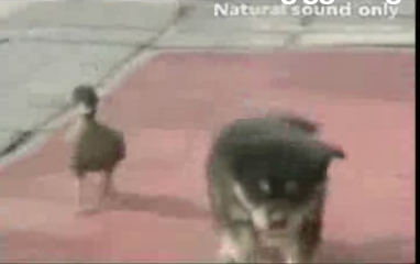 Cute Alert: Duckling Loves Doggie Cute Alert: Duckling Loves Doggie
